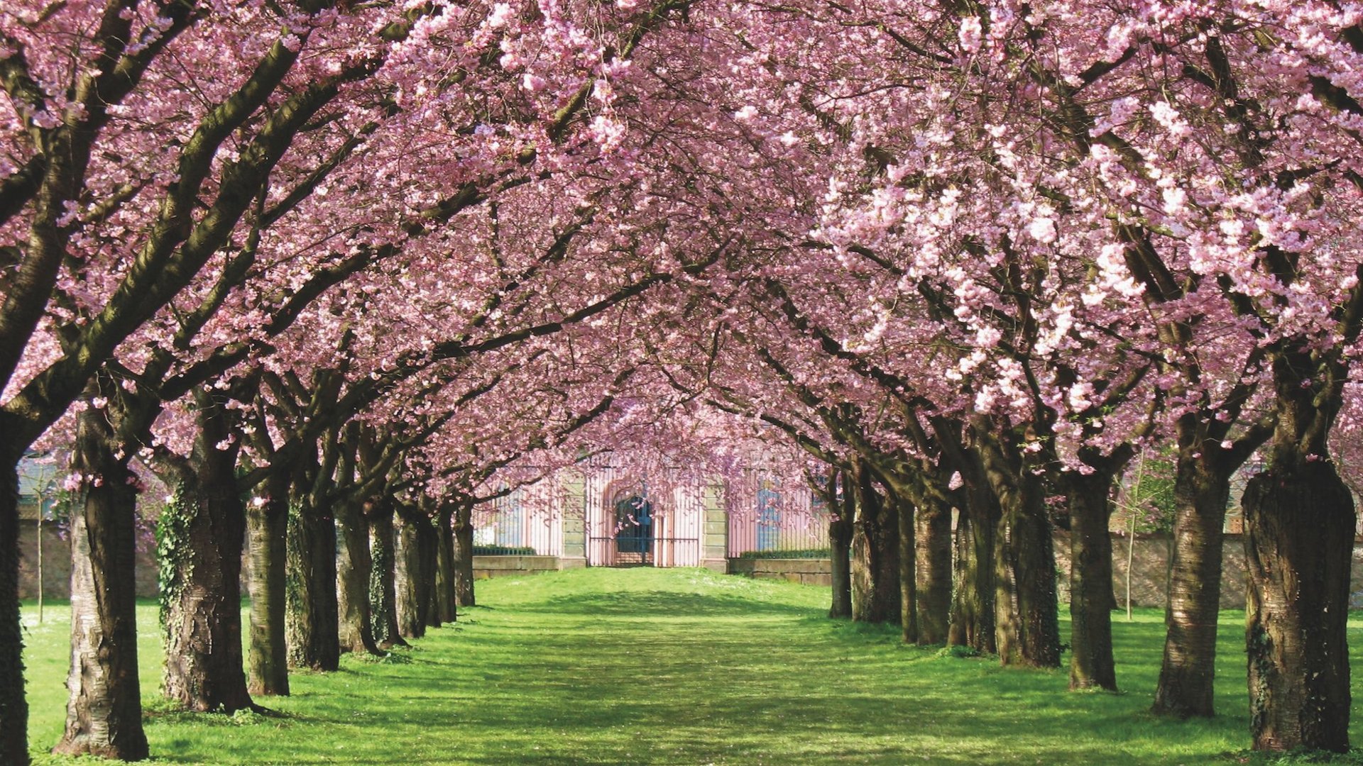 Emilia Romagna - Kirschblütenfest in Vignola