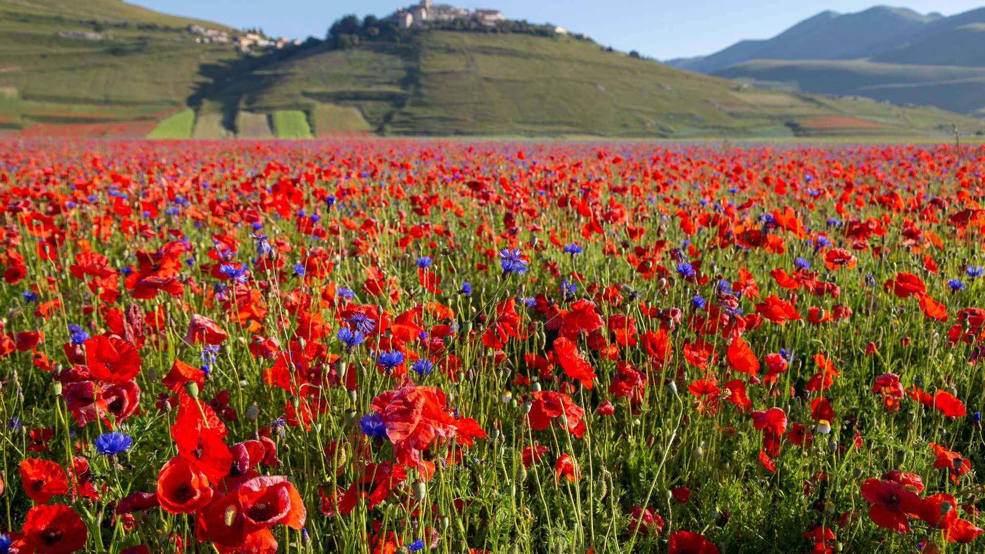 Italy Group Tour - Experience the Breathtaking Lentil Bloom in Umbria