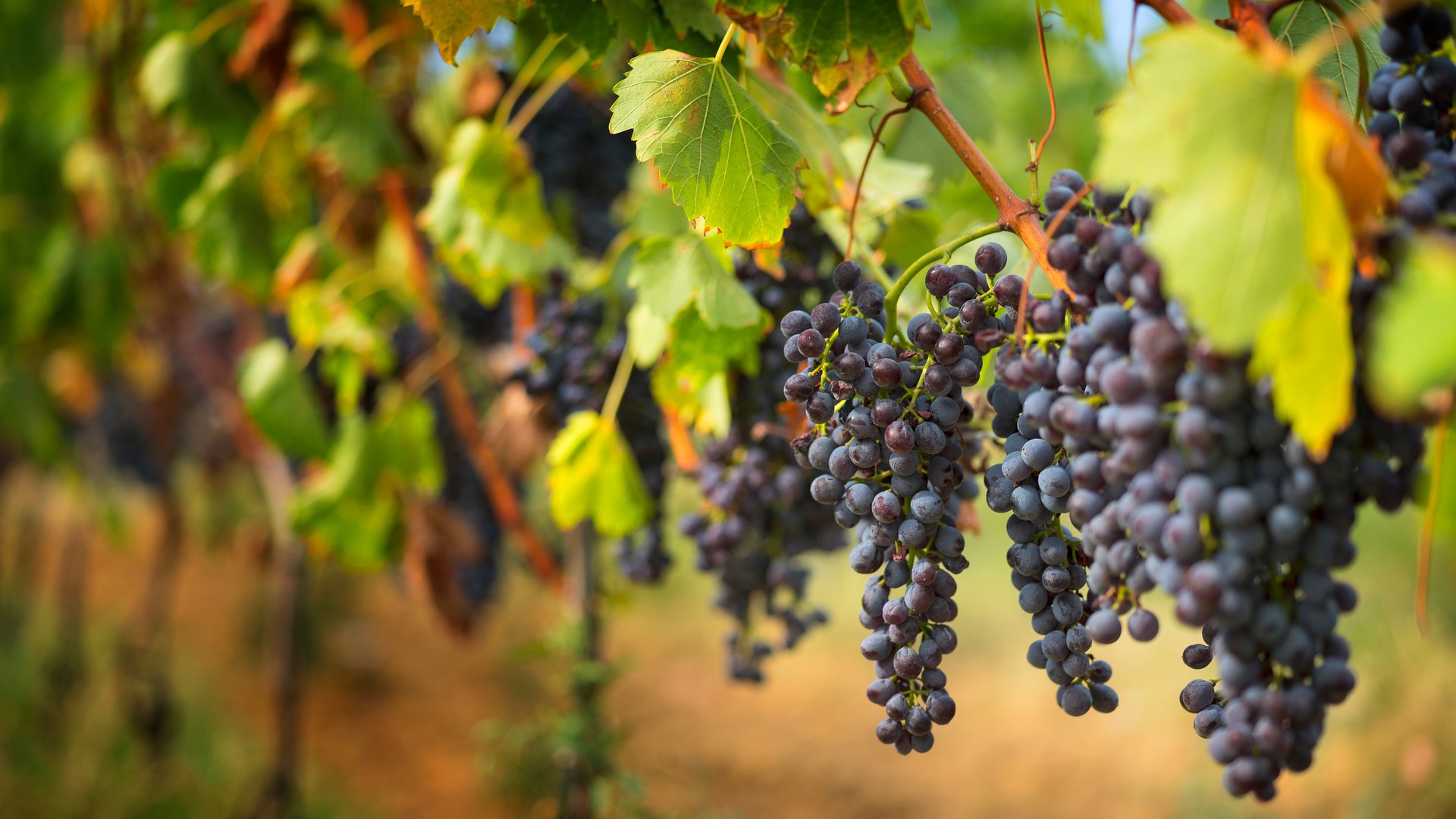 Sonderaktion November | Slowenien - 4* Hotel Vita Dobrna