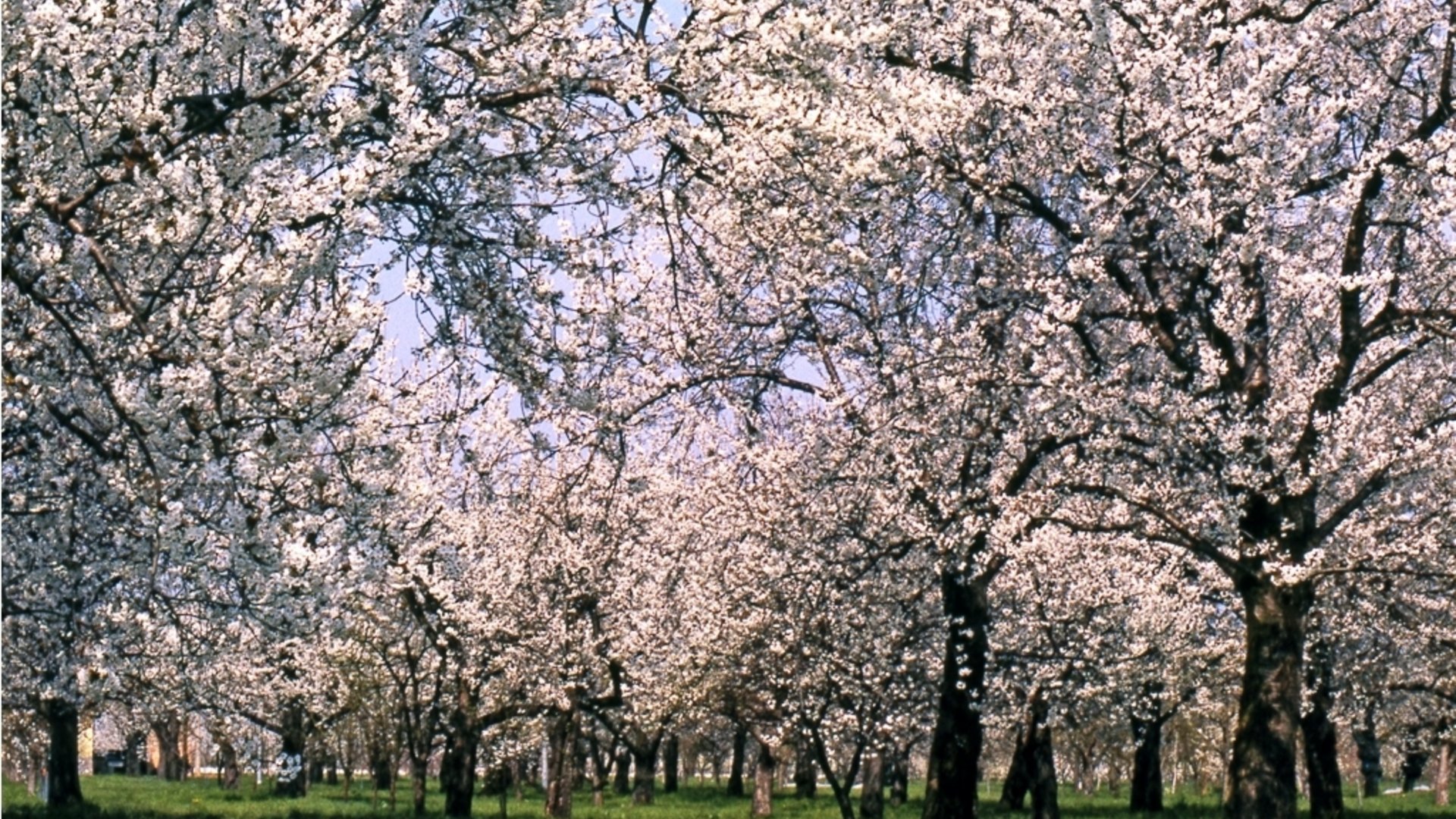 Emilia Romagna - Emilia, saperi e sapori