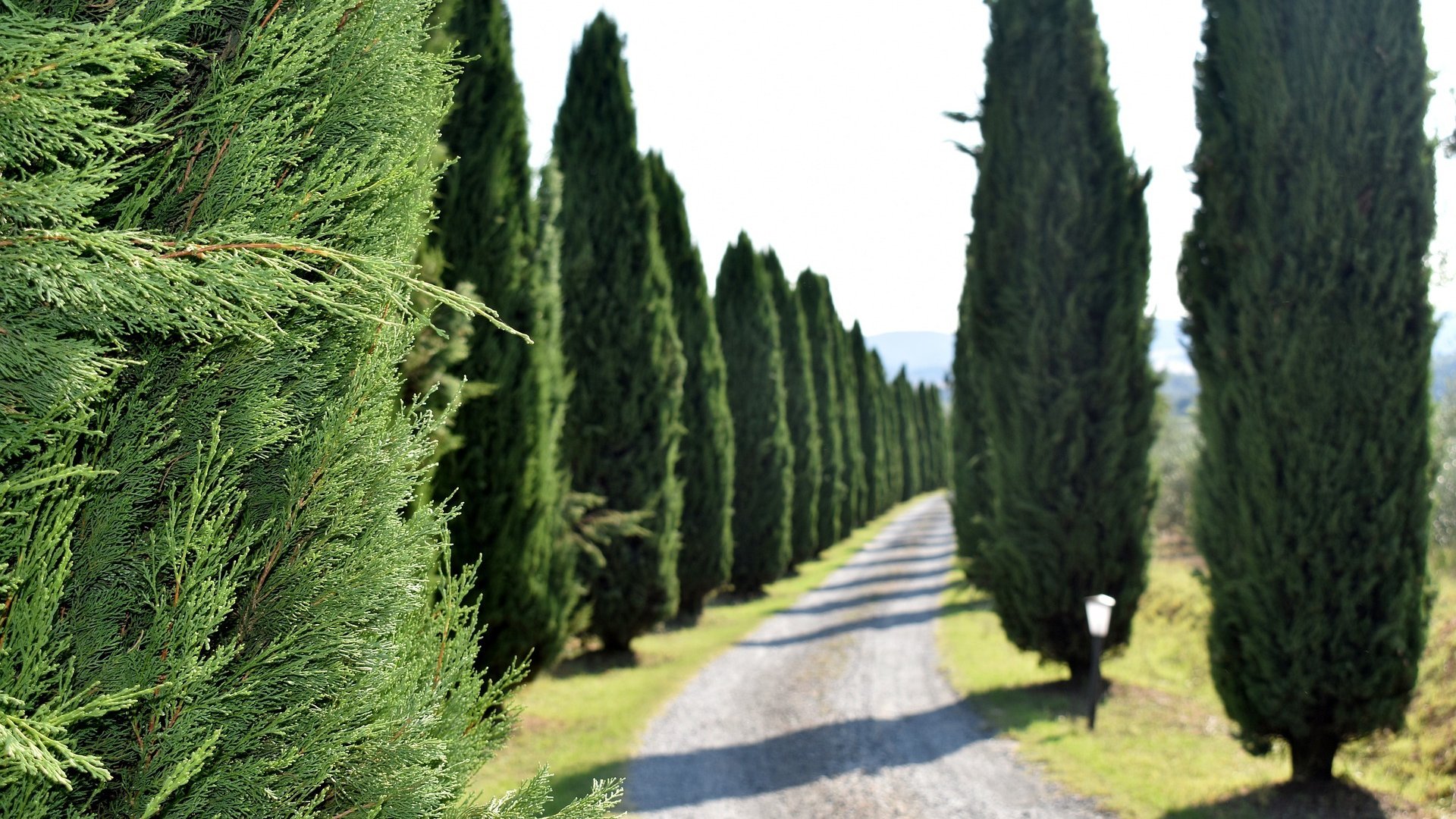 Tuscany & Beyond: A Journey Through Iconic Landscapes, History, and Flavours
