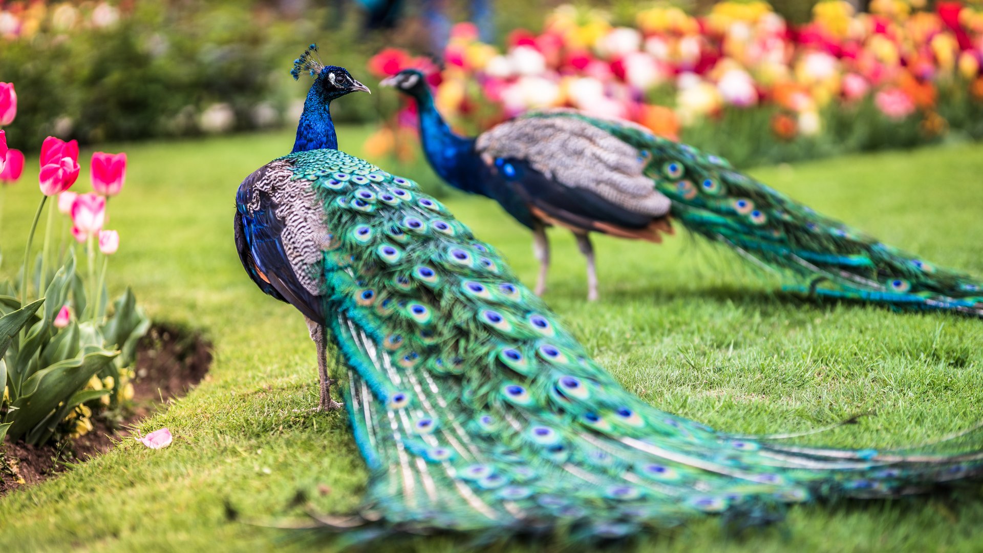 Lago Maggiore Lago Maggiore