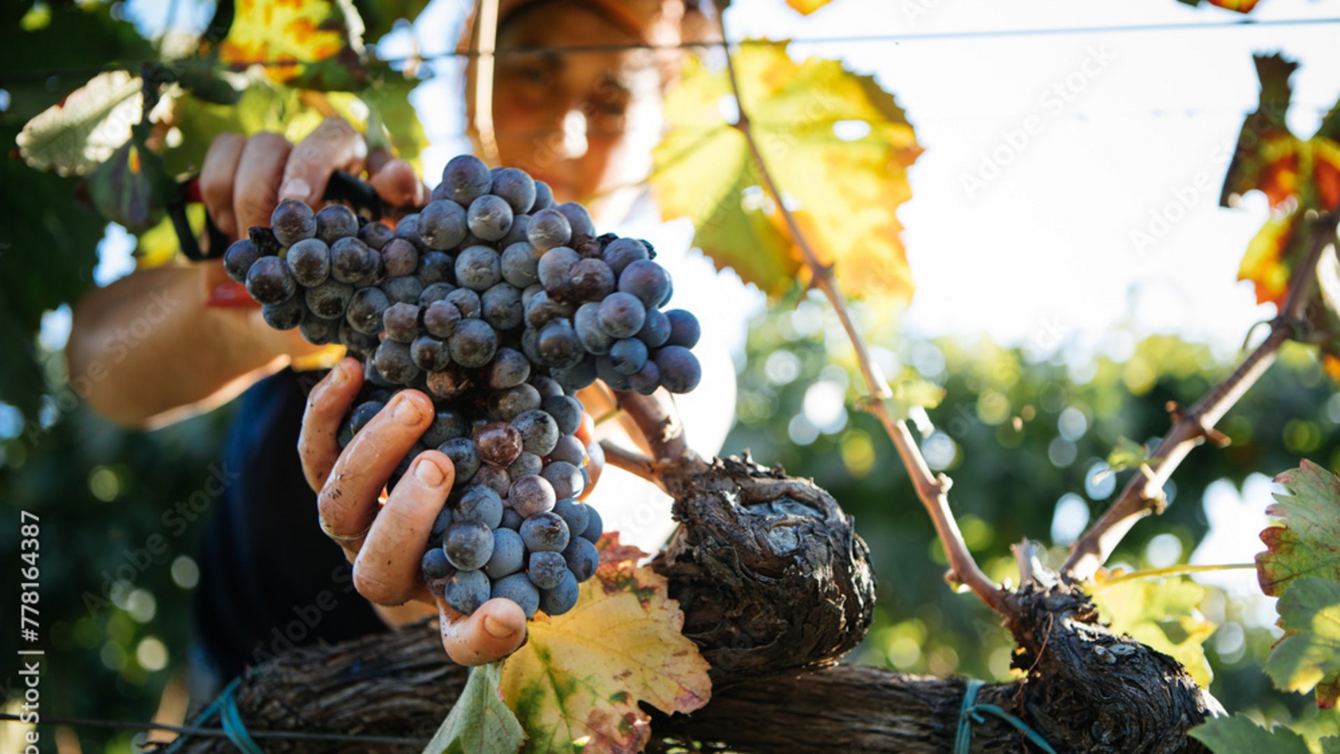 Experiences Beyond Sightseeing | DMC for Italy, Iberia, & the Med Experiences Beyond Sightseeing | DMC for Italy, Iberia, & the Med