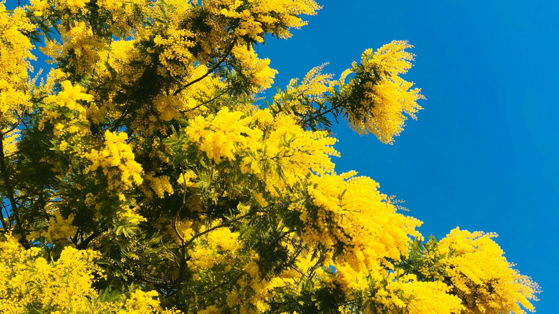 Liguria e Costa Azzurra - La festa della Mimosa a Mandelieu-La-Napoule
