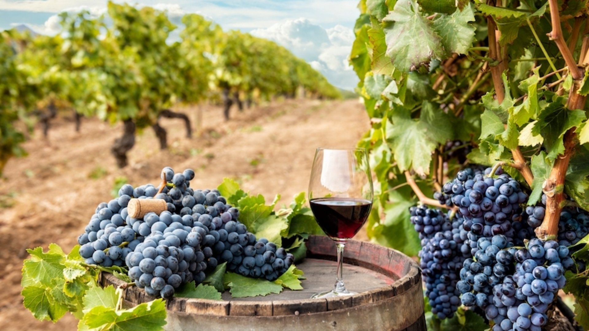 Sardegna - L'Asinara e la Sardegna selvaggia Sardegna - L'Asinara e la Sardegna selvaggia